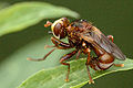 Sicus.ferrugineus.jpg