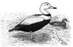  Camptorhynchus labradorius