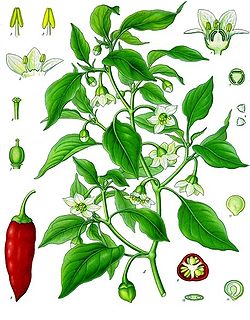  Capsicum annuum