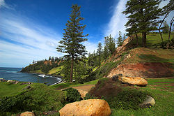  Araucaria heterophylla
